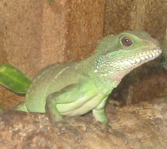 Wasseragamenweibchen Wendi