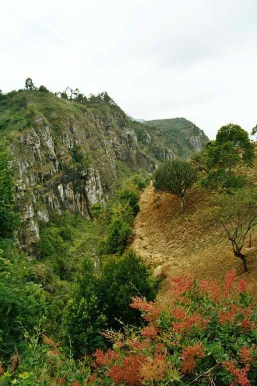 Usambara