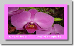 1920x1080-Orchidee