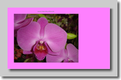 Orchidee-1024x768